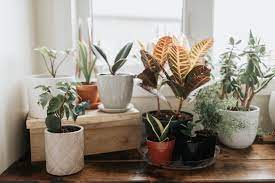 The 6 Best Indoor Plants And How To