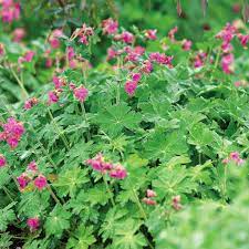The small flowers last a long time, gradually changing colors from pink to shades of purple, blue, red or even white. Best Perennials For Shade Better Homes Gardens