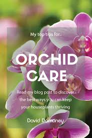 care for orchids and keep houseplants alive