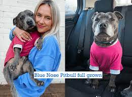 Blue nose pitbull dogs 101 blue nose pitbull puppies to adults. 8 Things You Need To Know About The Blue Nose Pitbull Puppies