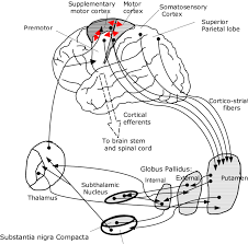motor functions of basal ganglia