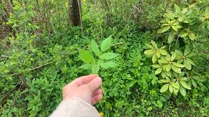 How Gardeners With Invasive Goutweed