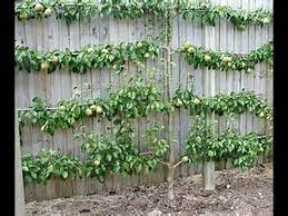 Grow Fruit Trees In Small Spaces