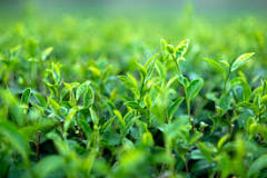 Can you grow your own green tea plants?
