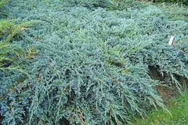 blue carpet juniperus squamata