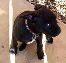 Feel free to browse hundreds of active classified puppy for sale listings, from dog breeders in pa and the surrounding areas. The Staffie Staffordshire Bull Terrier Devil Dog Or Nanny Dog You Decide After Reading The Facts
