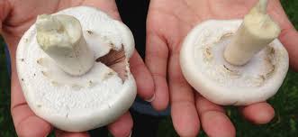 Identifying White Mushrooms