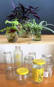 grow beautiful indoor plants in water