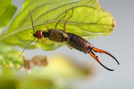 how to get rid of earwigs