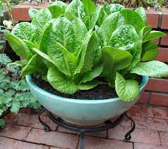 The Secret To Container Vegetable Gardening