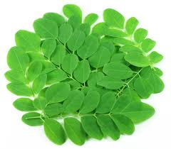 Image result for Moringa leaves images