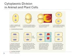 Check spelling or type a new query. Cell Division Mitosis And The Cell Cycle A