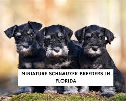 miniature schnauzer breeders in florida