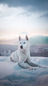 white wolf wallpapers top 35 best