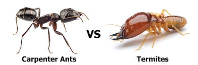 carpenter ants or termites to