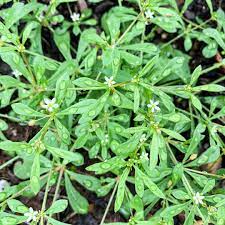 green carpetweed mollugo verticillata