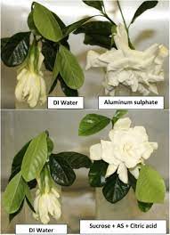 Postharvest Physiology Of Cut Gardenia