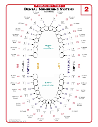 Curious Dental Chart With Teeth Numbers Canadian Teeth