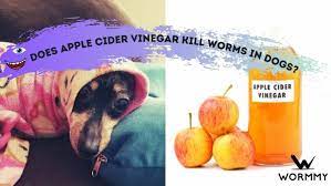 apple cider vinegar kill worms in dogs