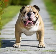 Our victorian bulldog puppies for sale come from either usda licensed commercial breeders or hobby breeders with no more than 5 breeding mothers. Victorian Bulldog Puppies For Sale Near Me Off 73 Www Usushimd Com