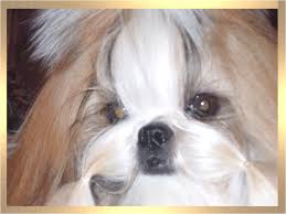 Watch cute puppies in the world. Shih Tzu Puppies For Sale Jacksonville Nc