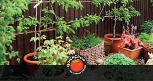 Growing Fruit In Containers