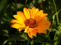 Red flowers that look like sunflowers. 13 Recommmended Plants With Daisy Like Flowers