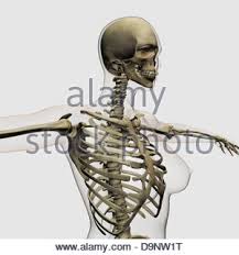 Of all 24 ribs, the. Three Dimensional View Of Female Rib Cage And Skeletal System Stock Photo Alamy