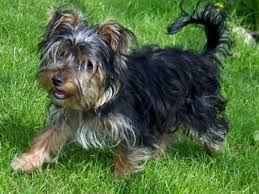yorkshire terrier dog breed ukpets