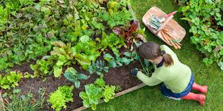 Grow Your Own Food And Save Money