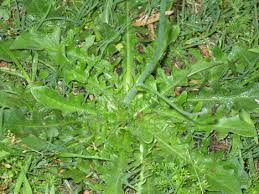 Turf Weed Identification Living Turf