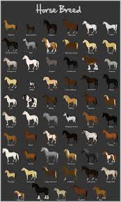 Horse Breeds Chart There Are A Lot More Breeds But This