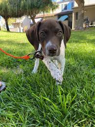 home german shorthaired pointer puppies