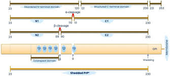 melatonin regulation of prion protein