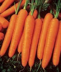 The scarlet nantes carrot (daucus carota var. Amazon Com Jaysseeds Heirloom Scarlet Nantes Carrot 200 Seeds 818 Item Upc 650348691745 Garden Outdoor