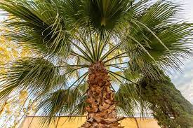 Chinese Palm Plant Varieties How To