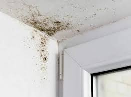 How To Prevent Mould On Walls 9 Tips