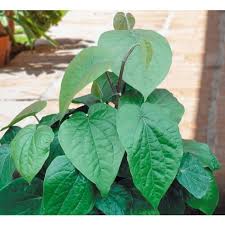 betel leaf or piper betle