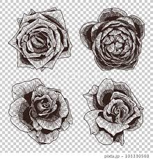 hand drawn line art of roses 4 types