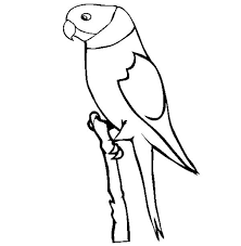 They can be recognized because their tail feathers are really long. Parakeet Coloring Pages Best Coloring Pages For Kids
