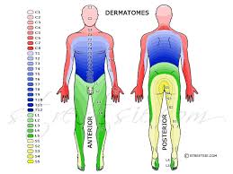 11 You Will Love Dermatomes Myotomes Chart