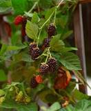 What are seedless blackberries called?