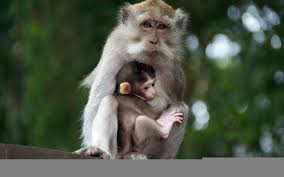 100 cute monkey wallpapers