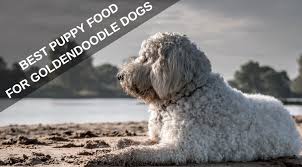 Check out dog food for golden retrievers and dog food for poodles. Best Puppy Food For Goldendoodle Dogs Healthy Food They Will Love