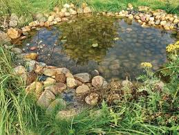 Here is a great article to help you decided what fish to get for. How To Build A Frog Pond In Your Backyard Scout Life Magazine