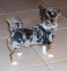 They have soft, fine guard hairs and a downy undercoat, which gives them their fluffy appearance. Even I Would Own A Chihuahua If It Were A Long Haired Merle Cute Animals Kissing Blue Merle Chihuahua Merle Chihuahua