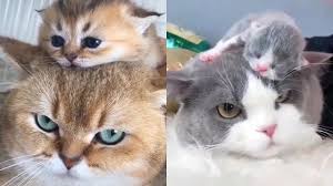 ** we have brought together the most exclusive wallpapers of cute cats & kittens, all of great quality. Mother Cat And Kittens Funny And Cute Cats Compilation 2020 2 Cutevn Youtube