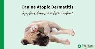 canine atopic dermais symptoms