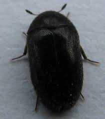 black carpet beetle in california
