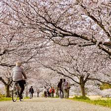 まさに春らんまん！ 引地川親水公園の「桜のトンネル」は外せない – 神奈川・東京多摩のご近所情報 – レアリア